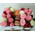 Mini box with roses and pastries 2