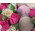 Mini box with roses and pastries 7