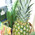 New Year's grocery basket 2