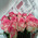 11 roses Jumilia 2