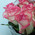 11 roses Jumilia 3