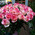 35 roses Jumilia 1