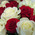 Bouquet of scarlet and white roses 6