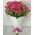Bouquet of pink rose bush 2