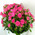 Bouquet of pink rose bush 3