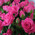 Bouquet of pink rose bush 4