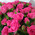 Bouquet of pink rose bush 5