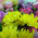 Enchanting bouquet 3
