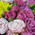 Enchanting bouquet 4