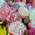 Enchanting bouquet 5