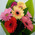 A small bouquet of gerberas 2