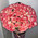 101 rose Jamilia 1