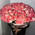 101 rose Jamilia 2