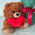 15 roses and teddy bear 2