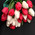 25 white and red tulips 2