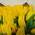 35 yellow tulips 2