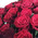 Large bouquet of roses in Cherkassy 5