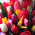 Bouquet from 35 multi-colored tulips 3