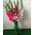 Bouquet from gladiolus 1