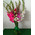 Bouquet from gladiolus 2
