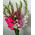 Bouquet from gladiolus 3