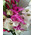 Bouquet from gladiolus 5