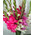 Bouquet from gladiolus 6