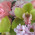 Bouquet with pink flowers and orchids 4