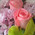 Bouquet with pink flowers and orchids 5