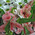 Gentle bouquet of alstroemerias and chrysanthemums 3