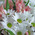 Gentle bouquet of alstroemerias and chrysanthemums 4