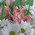 Gentle bouquet of alstroemerias and chrysanthemums 5