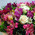 Multicolored bouquet of alstroemerias and roses 2