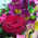 Multicolored bouquet of alstroemerias and roses 3