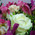 Multicolored bouquet of alstroemerias and roses 4