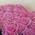 Chic bouquet of pink roses 4