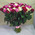 101 red, white and pink rose 1