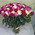 101 red, white and pink rose 2