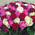 101 red, white and pink rose 3