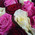 101 red, white and pink rose 4