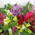 31 alstromeries in bouquet 5