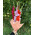 5 gladioluses in a bouquet 3