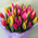 51 tulips and candies 2