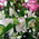 White and pink bouquet 3