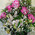 White and pink bouquet 4