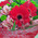 Bouquet of flowers for the man 2