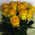 Bouquet of 11 yellow roses 2