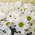 Bouquet of 15 daisy chrysanthemums 3