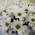 Bouquet of 15 daisy chrysanthemums 4