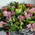 Bouquet of alstromeries 4